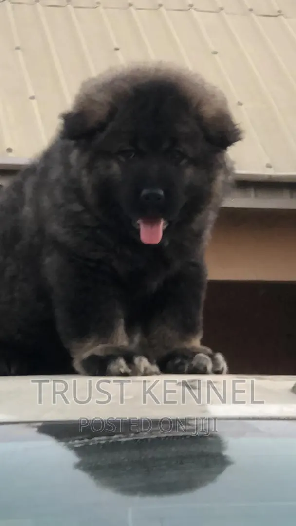 1-3 months Male Purebred Caucasian Shepherd · Photo 1