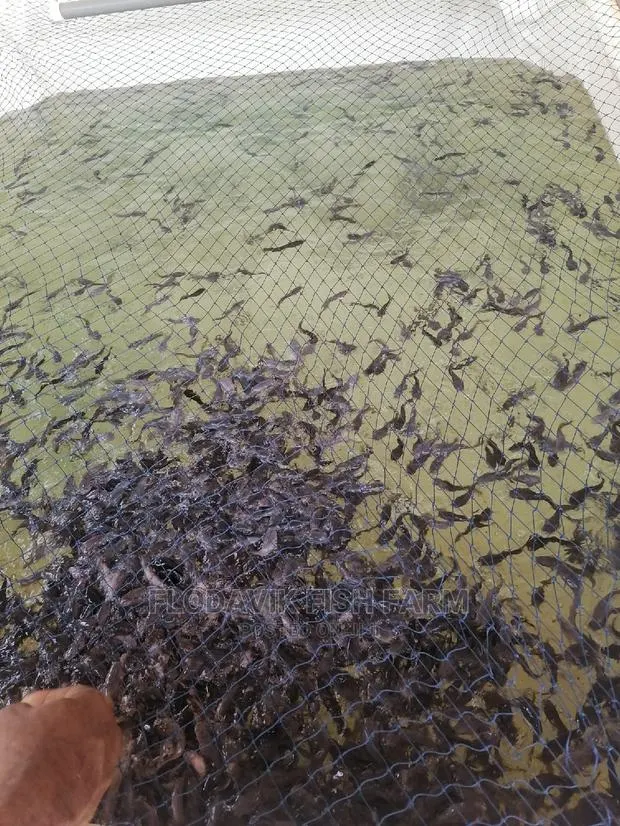 Catfish Juvenile Fingerlings