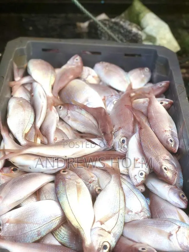 Fresh Fish · Photo 1