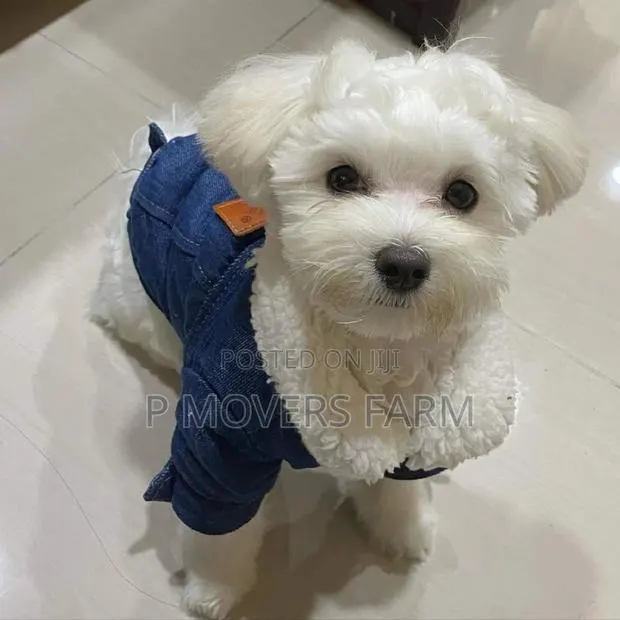 1-3 months Male Purebred Poodle · Photo 1