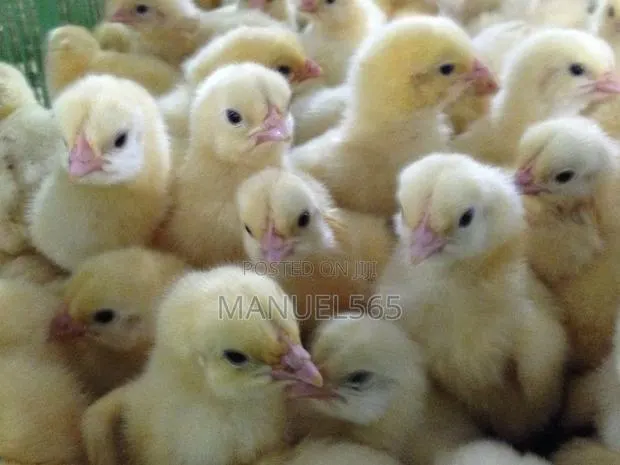 Broiler Day Old Chicks · Photo 1