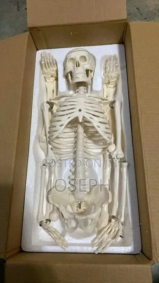 Skeleton for Laboratory Study · Photo 3