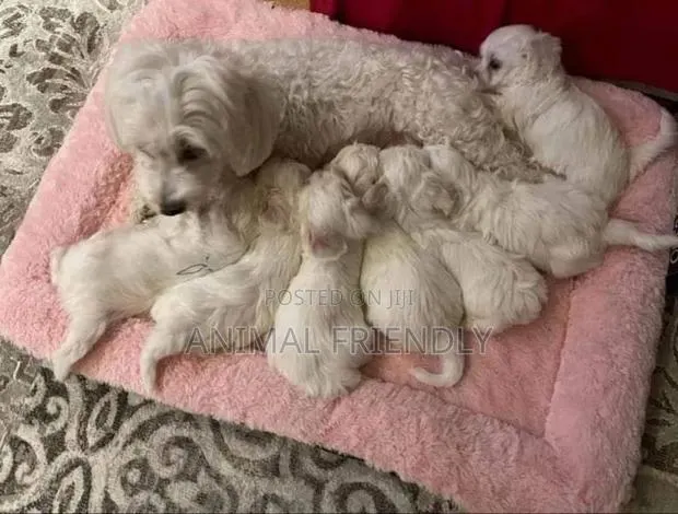 1-3 months Male Purebred Poodle · Photo 1