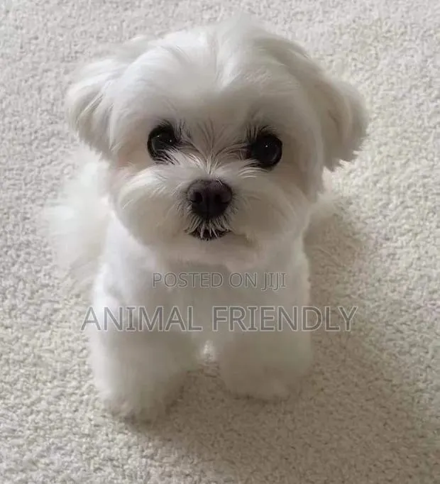 1-3 months Male Purebred Poodle · Photo 1