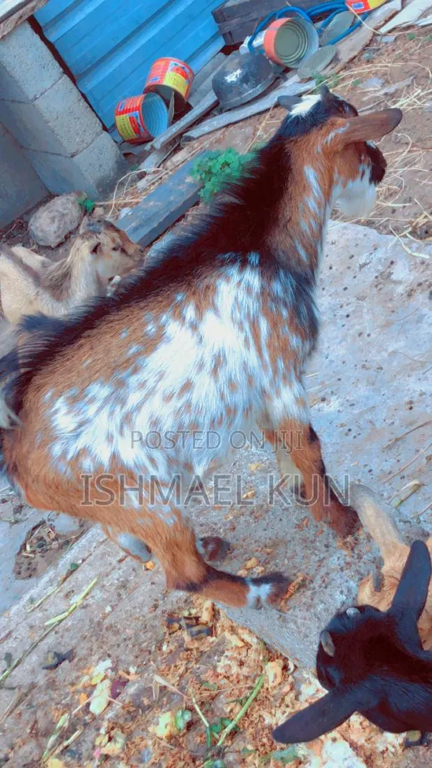 Matured Big Goat for Sale · Photo 1