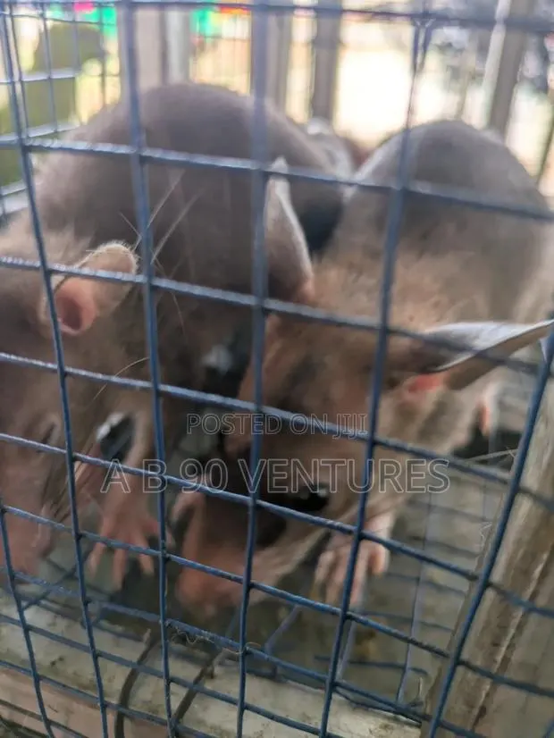 Local Giant Pouched Rat Read the Description · Photo 4