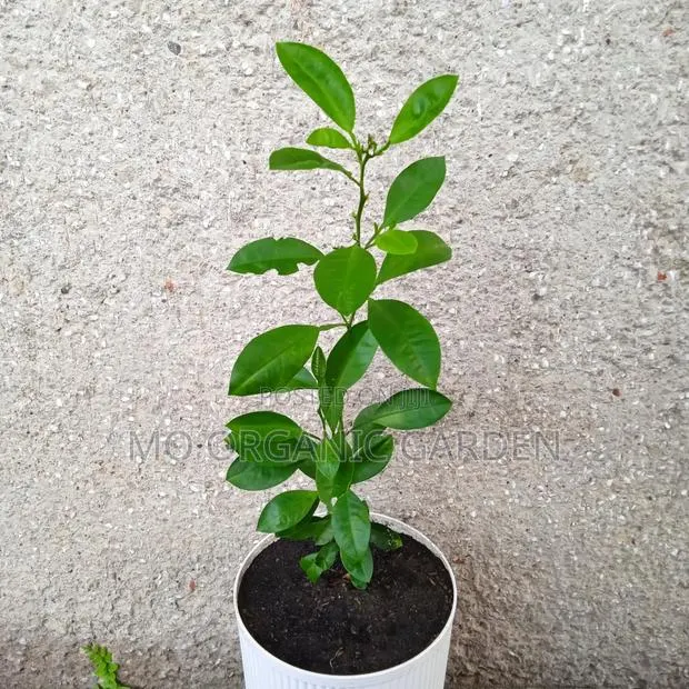 Calamansi Orange Plant Seedling · Photo 2
