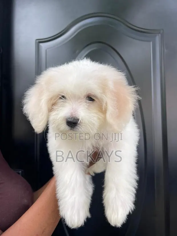 1-3 months Female Mixed Breed Maltese · Photo 1