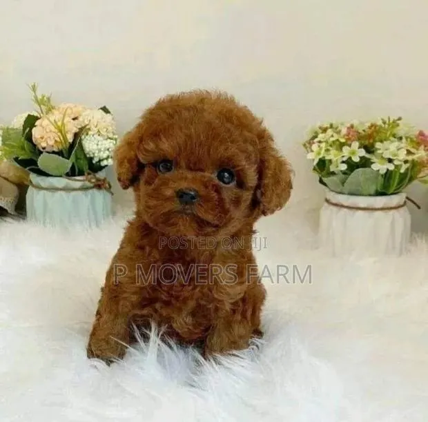 1-3 months Male Purebred Poodle · Photo 1