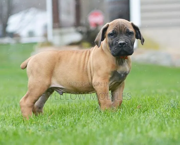1-3 months Female Purebred Boerboel · Photo 1