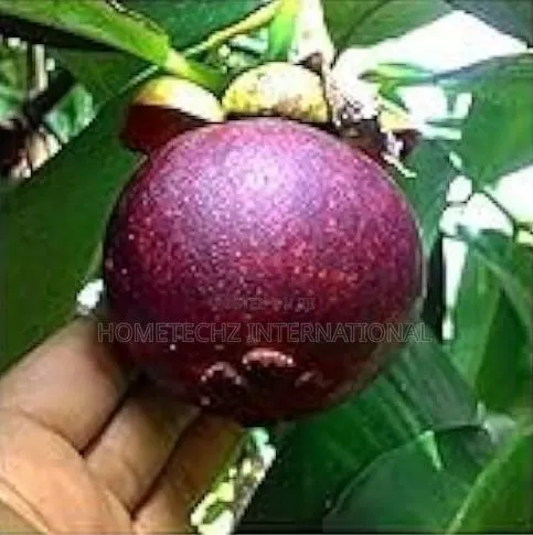 The Most Valuable Profitable Fruit Tree Mangosteen · Photo 2