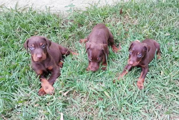 1-3 months Male Purebred Doberman Pinscher · Photo 1