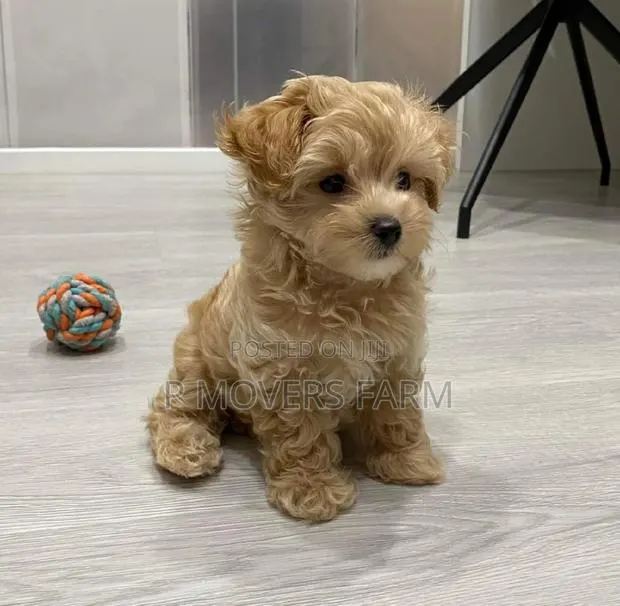 1-3 months Male Purebred Poodle · Photo 1