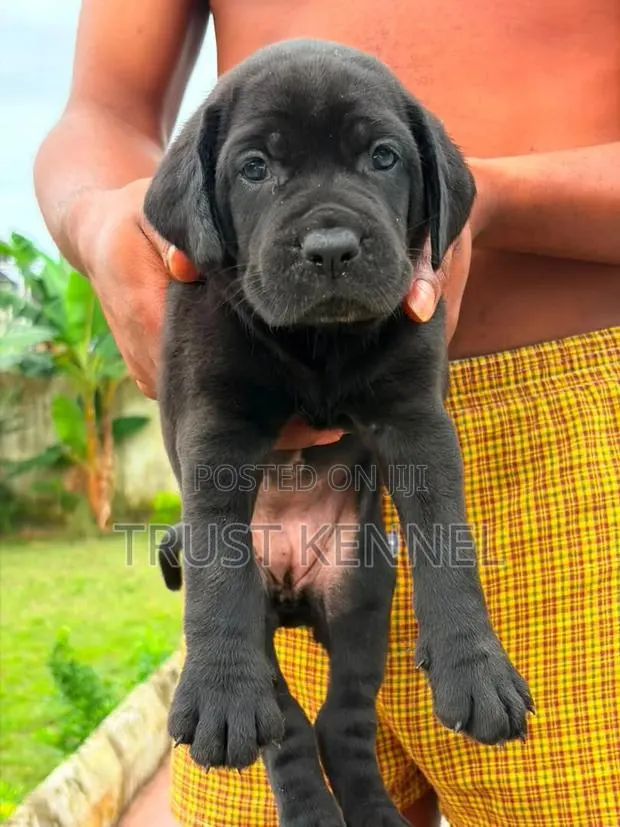 1-3 months Male Purebred Cane Corso · Photo 1