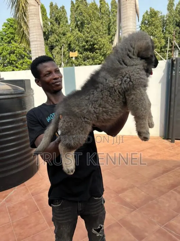 3-6 months Male Purebred Caucasian Shepherd · Photo 1