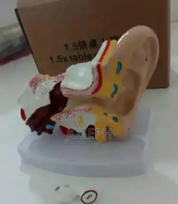 Human Ear Anatomy · Photo 1