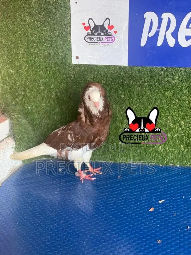 1 Pair of Coffe Color Mix Jacobins Pigeons · Photo 1