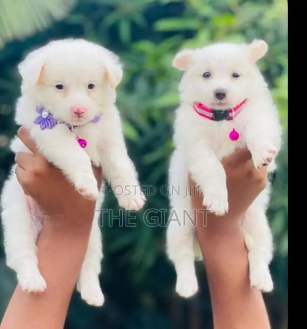 0-1 month Female Purebred American Eskimo · Photo 1