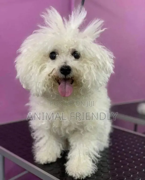1-3 months Male Purebred Maltese · Photo 1