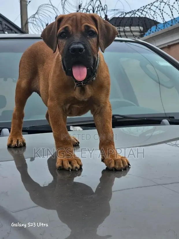 1-3 months Male Purebred Boerboel · Photo 1