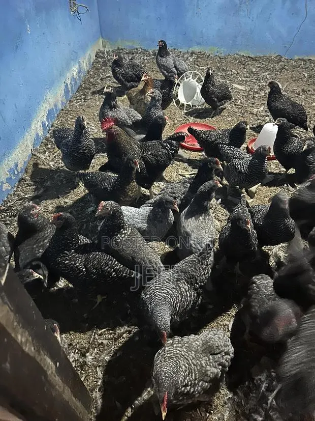 Plymouth Birds for Sale · Photo 1