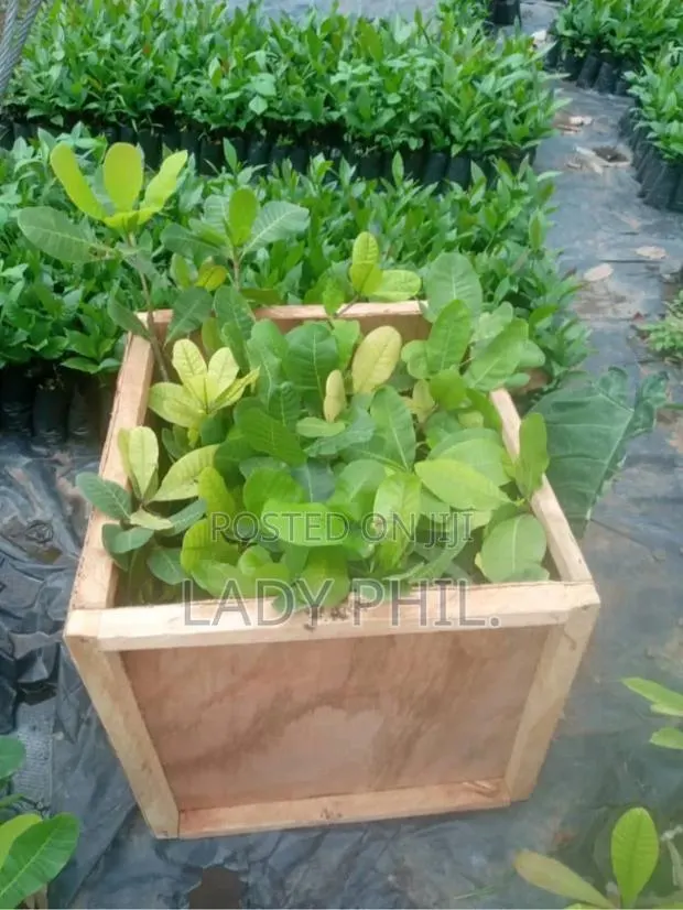 Certified Grafted Cashew Seedlings And Other Seedlings · Photo 1
