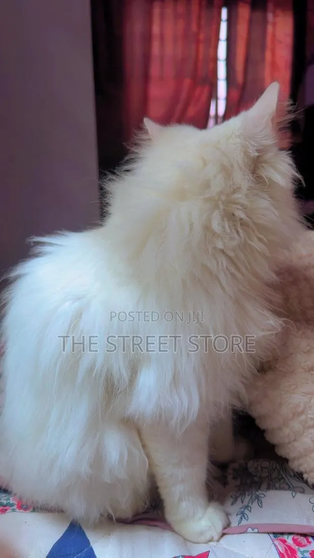 6-12 months Male Purebred Persian · Photo 1