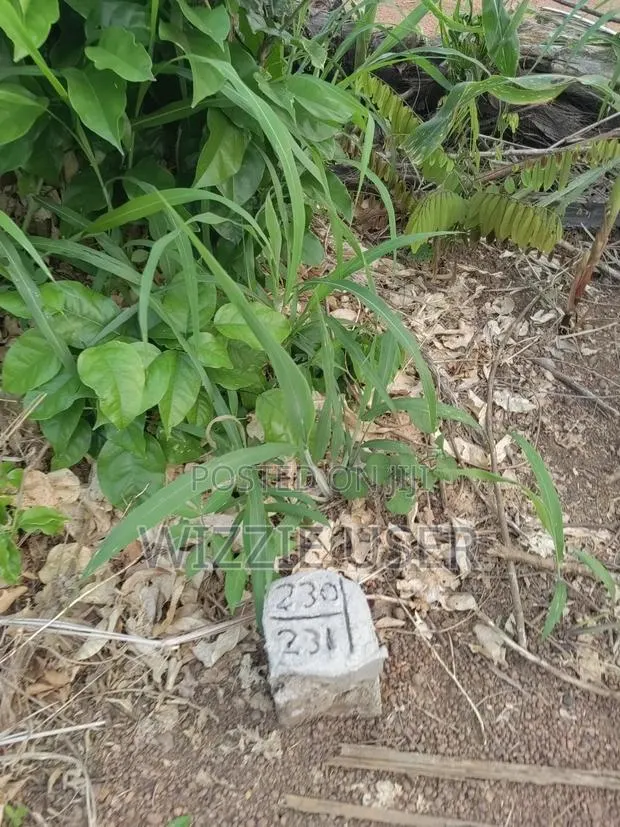 Two Plots of Land for Sale · Photo 1