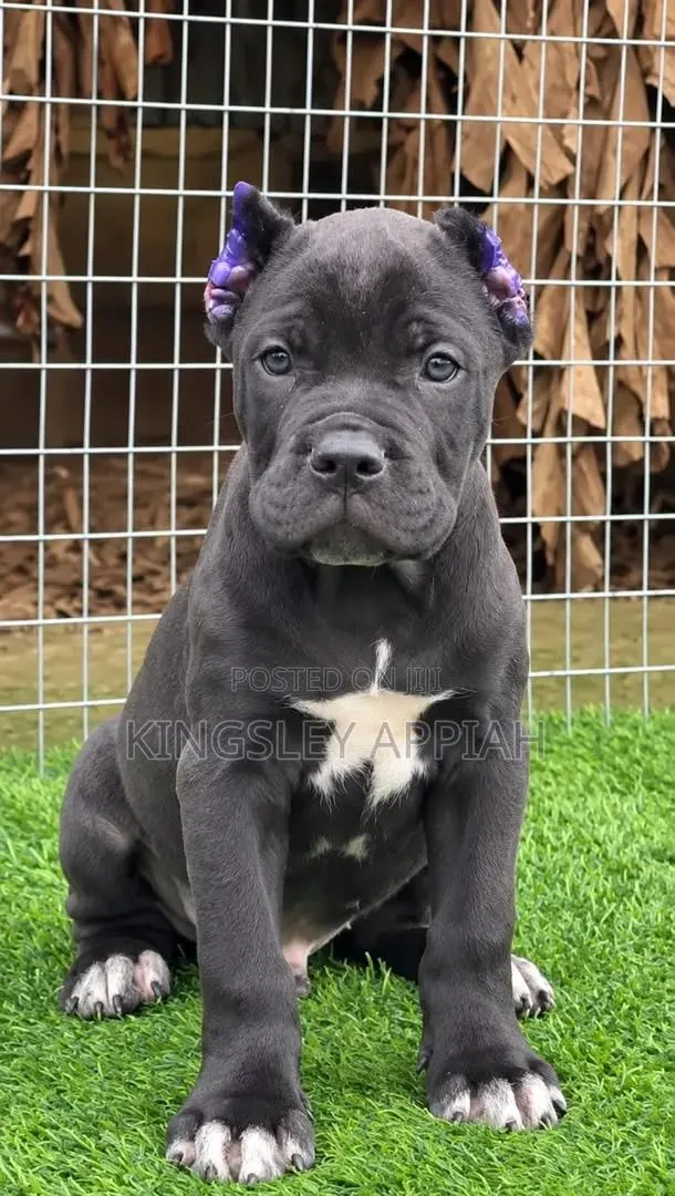 1-3 months Male Purebred Cane Corso · Photo 1