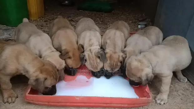 1-3 months Female Purebred Boerboel · Photo 1