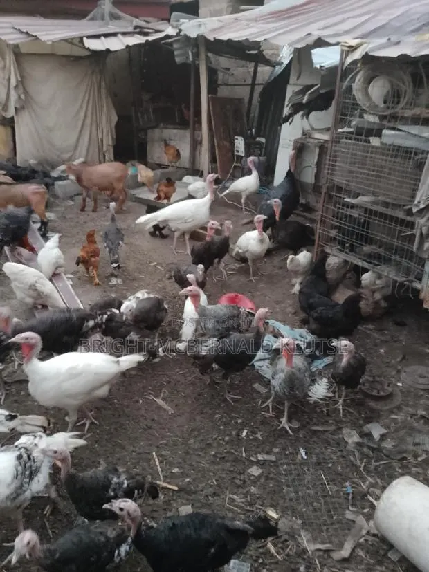 Turkeys and Goats · Photo 1