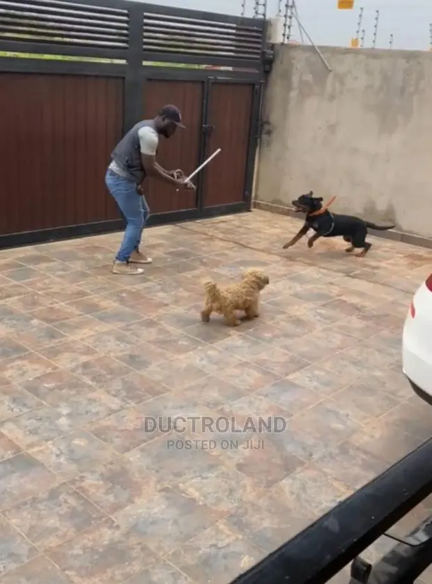 Dog Trainer · Photo 1