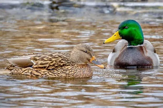 Mallard Duck Pair in Ghana free Delivery · Photo 4