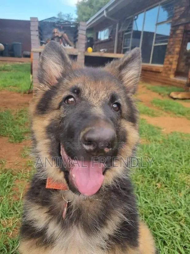 1-3 months Female Purebred German Shepherd · Photo 1