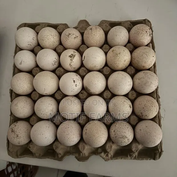 Fertile Turkey Eggs Crate · Photo 1