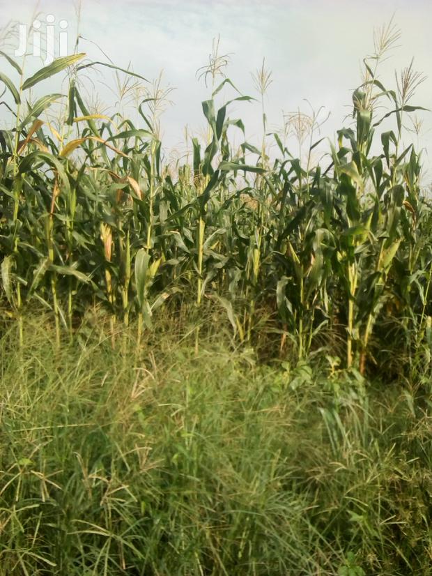 1000 Acres Available Farm Land For Sale · Photo 3