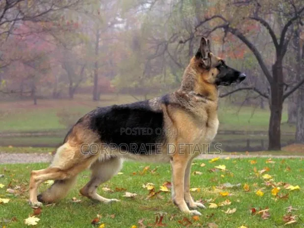 1+ year Male Purebred German Shepherd · Photo 1