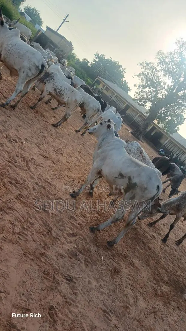 Healthy Cow's and We'll Fed · Photo 1