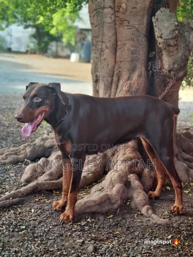 1+ year Female Purebred Doberman Pinscher · Photo 1
