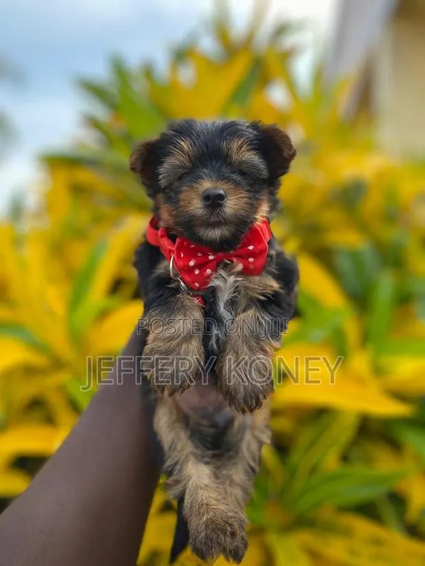 1-3 months Female Purebred Yorkshire Terrier · Photo 1
