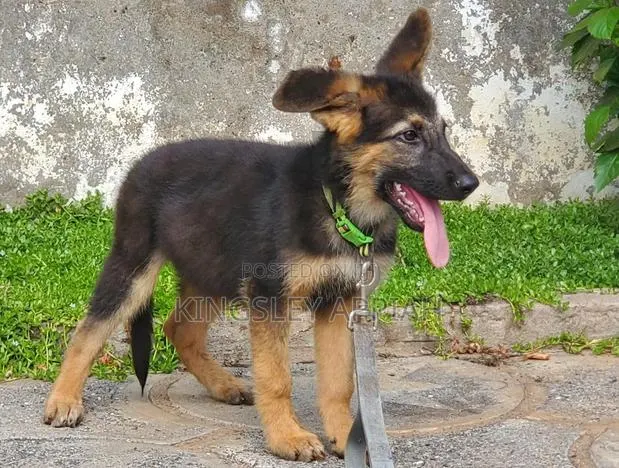1-3 months Male Purebred German Shepherd · Photo 1
