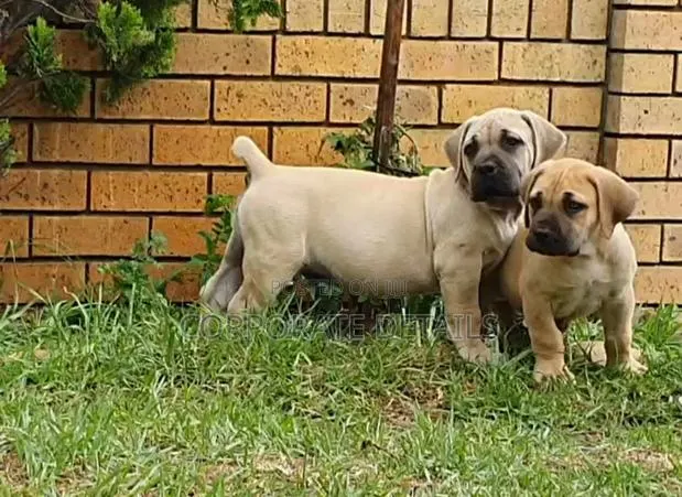 1-3 months Male Purebred Boerboel · Photo 1
