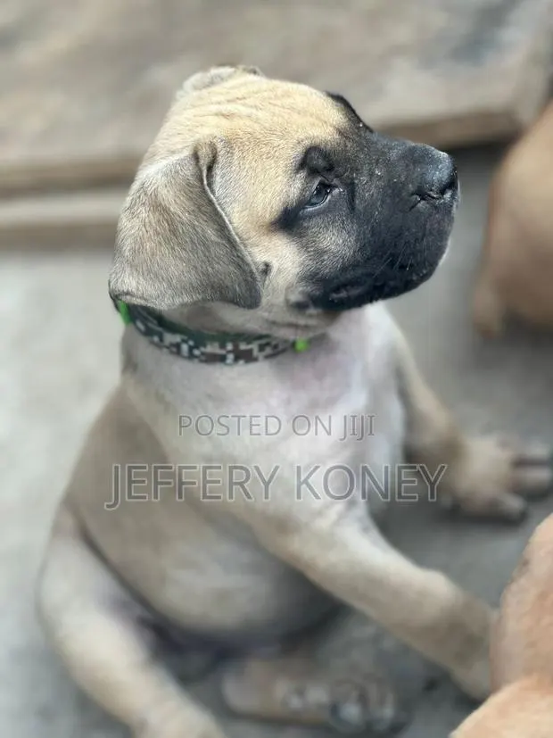 1-3 months Female Purebred Boerboel · Photo 1
