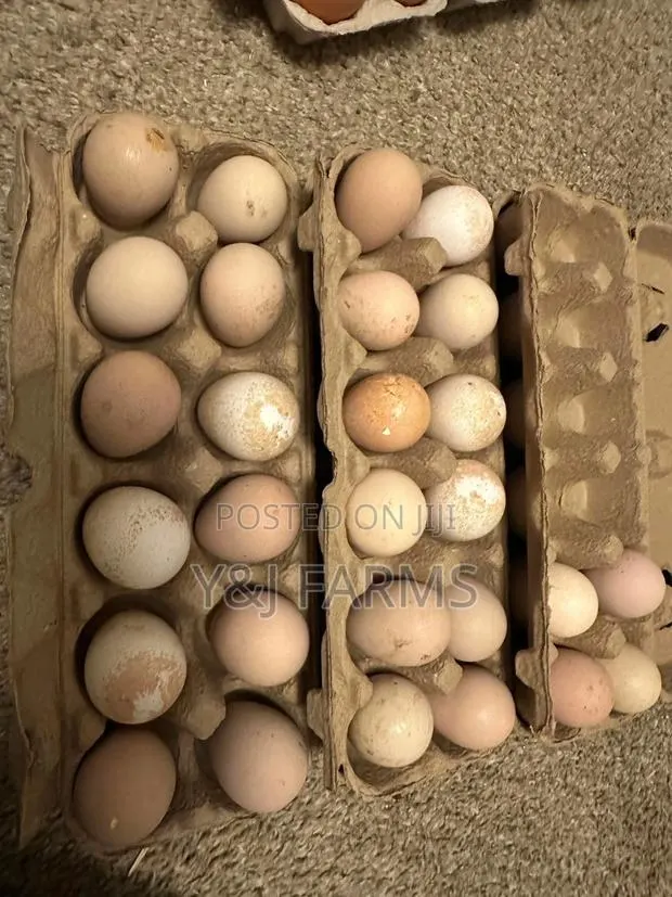 99% Fertile Guinea Fowl Eggs · Photo 1
