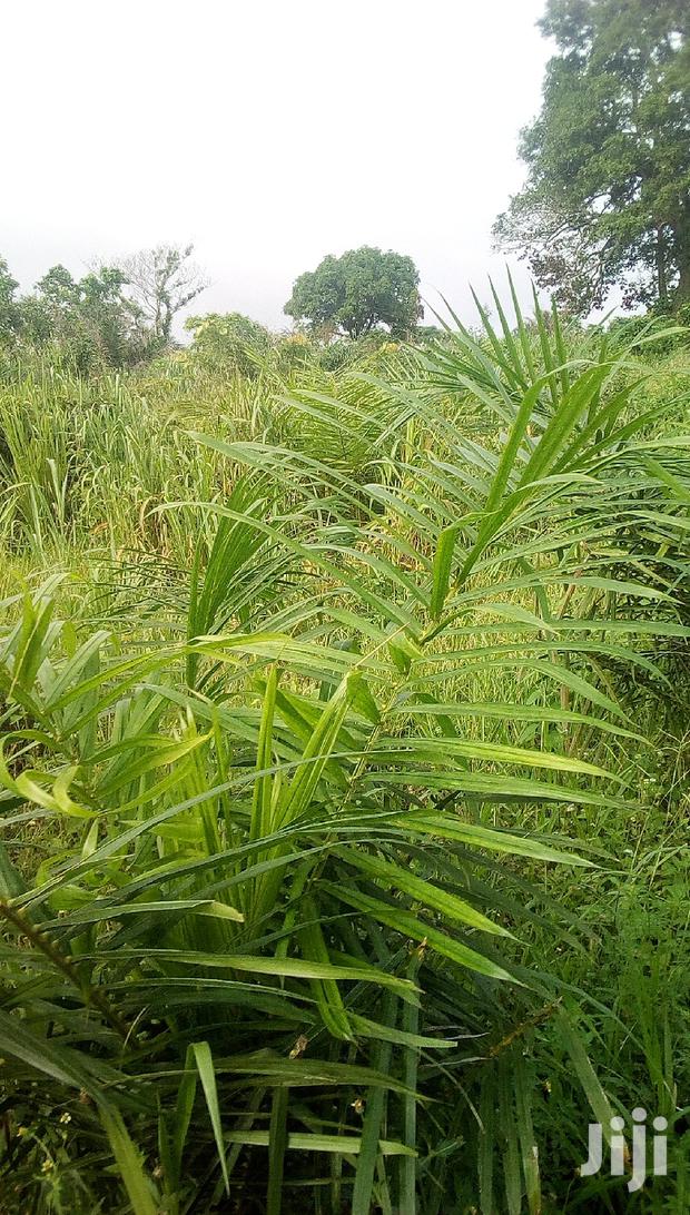 10.000 Acres Of Farm Land For Sale · Photo 3