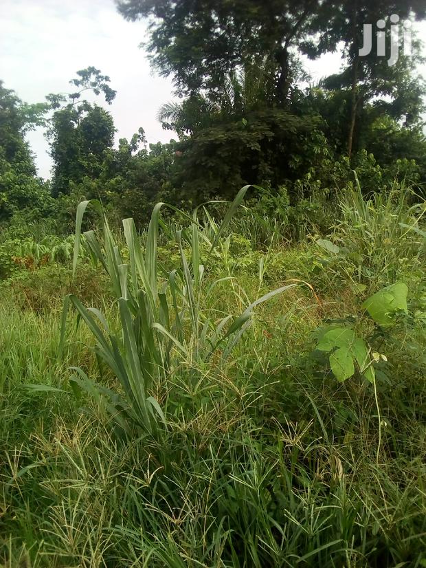 10.000 Acres Of Farm Land For Sale · Photo 2