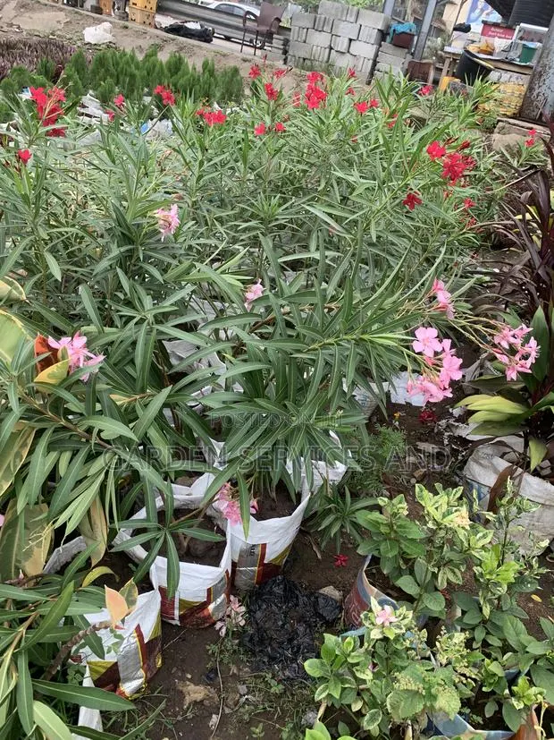 Oleander for Sale · Photo 1
