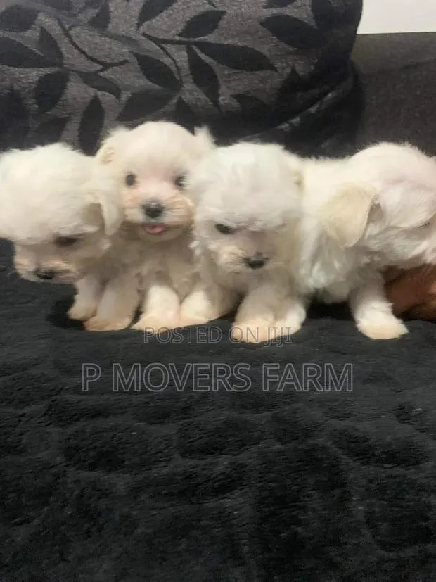 1-3 months Male Purebred Poodle · Photo 1
