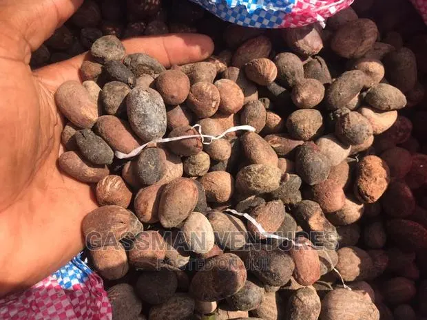 Raw Shea Nuts Available · Photo 1