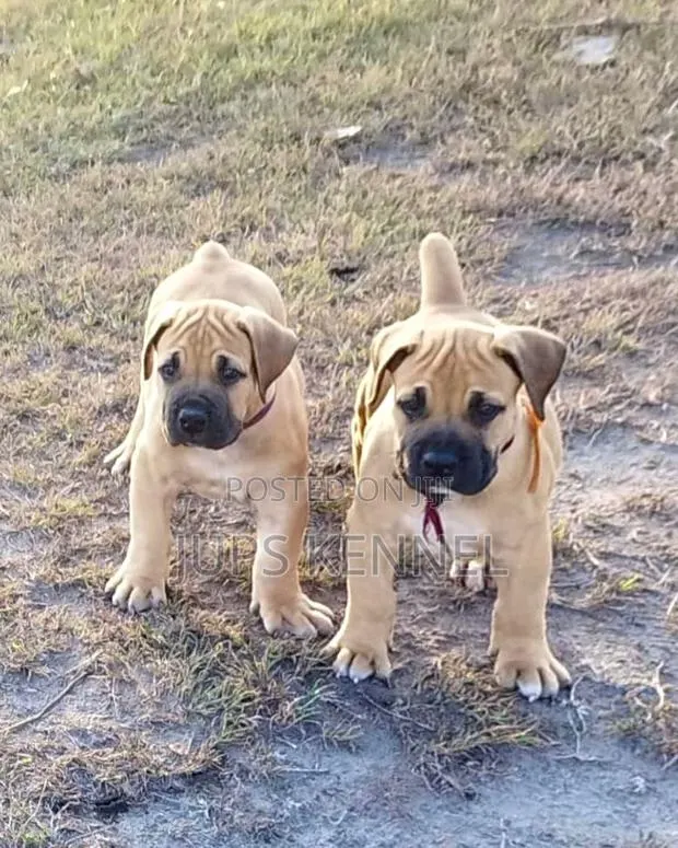 1-3 months Female Purebred Boerboel · Photo 1